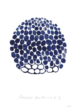 Poster & Frame Rubus Blå & brun New