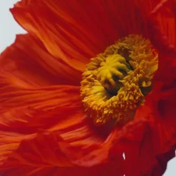 Jo Malone London Scarlet Poppy Cologne Intense No color Online