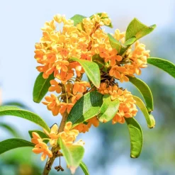 Solid parfume - Osmanthus No. 30><noscript><img width=