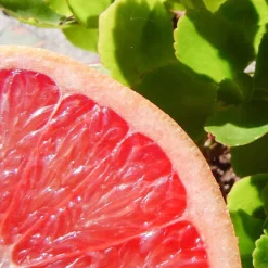 Solid parfume - Pink grapefruit No. 33><noscript><img width=