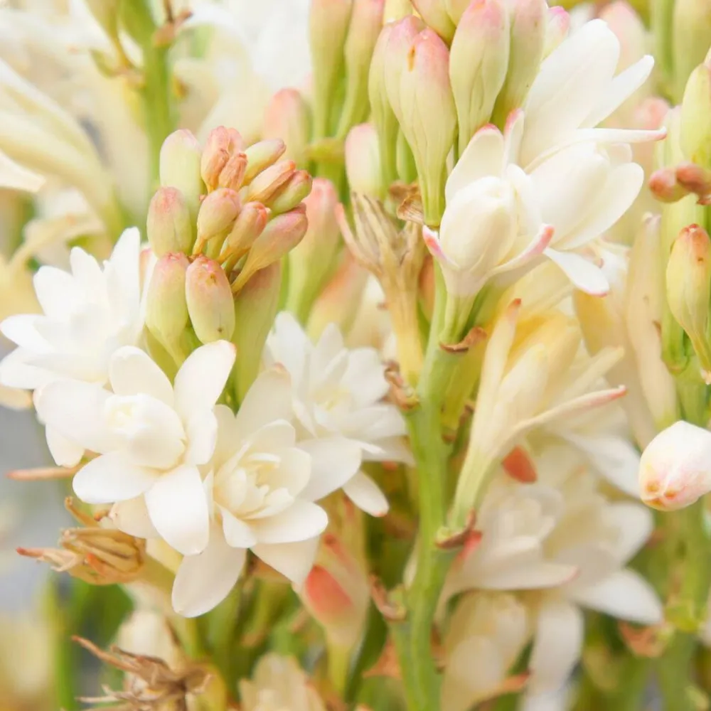 Single Flowers Perfume Solid parfume - Tuberose No. 38