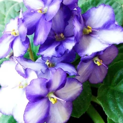 Single Flowers Perfume Solid parfume - Violet leaf No. 40