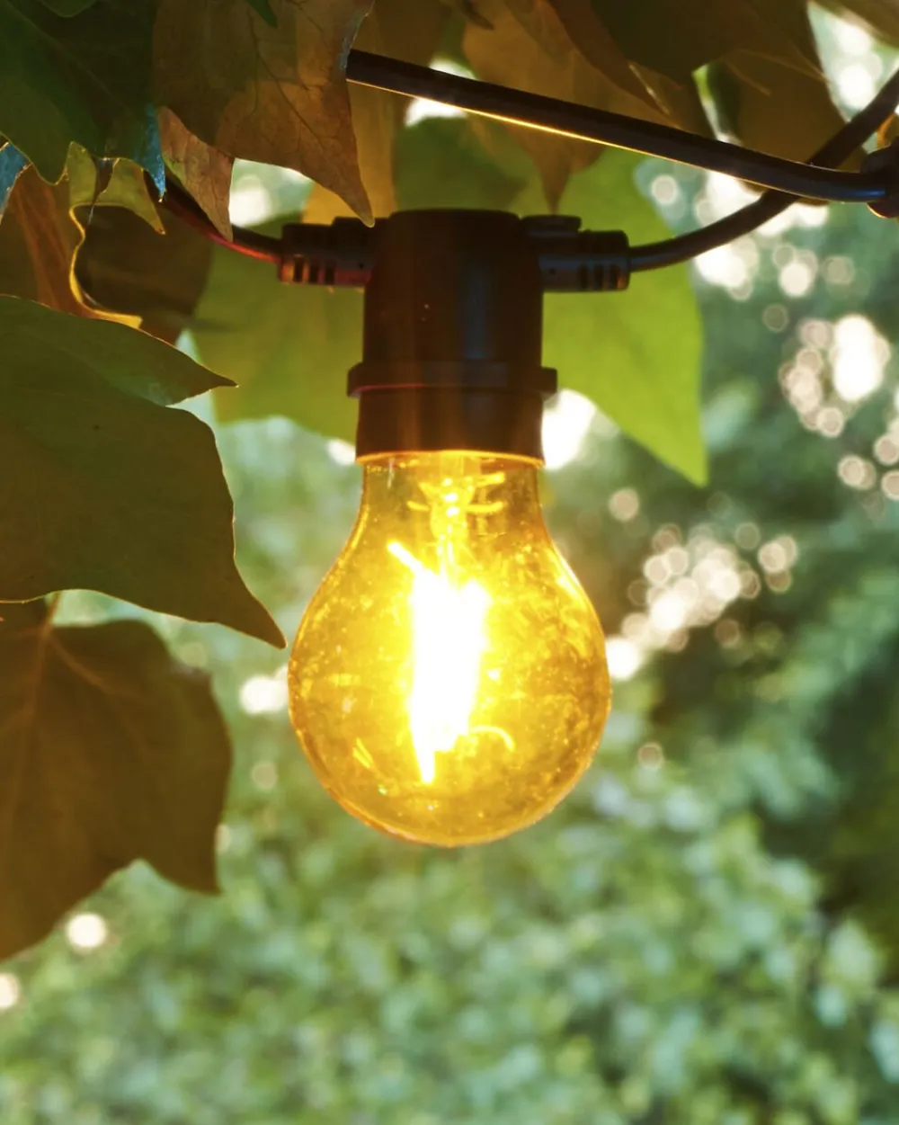 Sirius Tobias, Reservepære, Gul Clearance