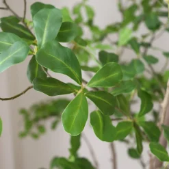 Tropical Almond>Botané Sale