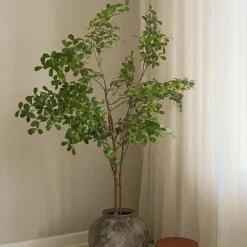 Tropical Almond><noscript><img width=